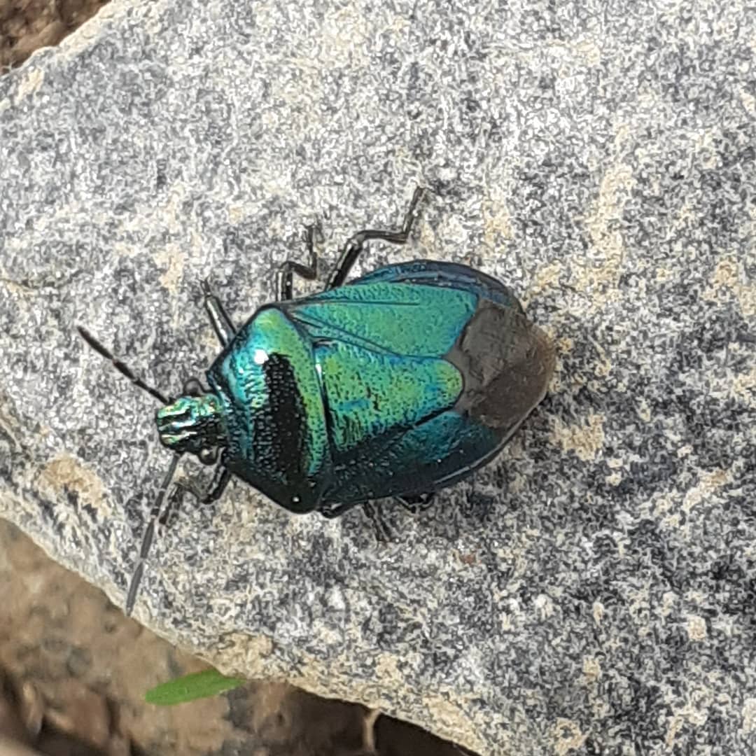 Au Coeur de la Nature - La #punaise #bleue ou #zicrona #caerulea. C'est ...