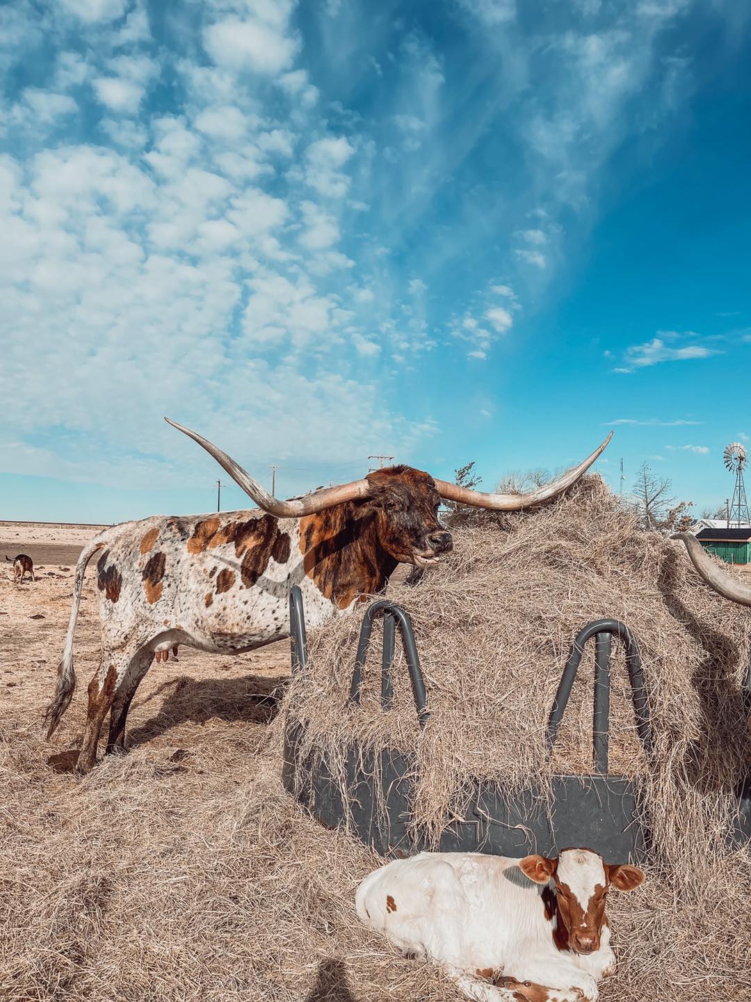 3P Ranch - Meet the Herd: Iron Sharpen’s Iron and Her baby...