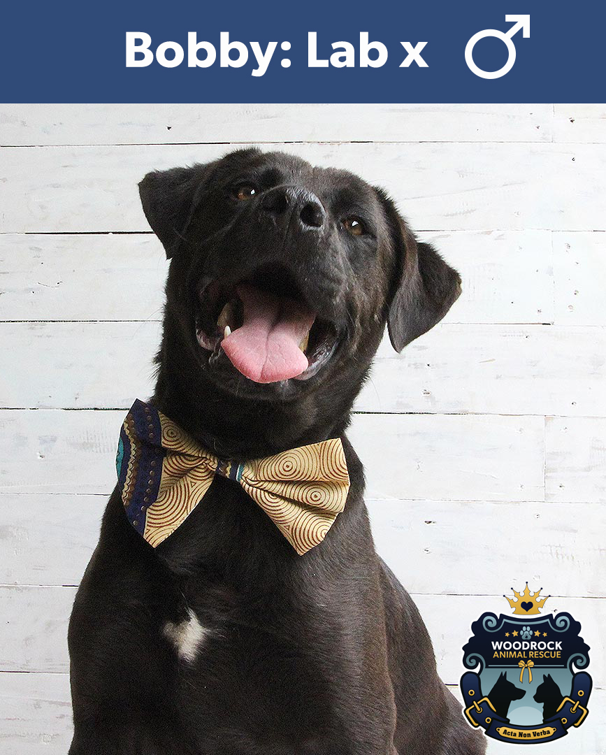 BOBBY Male, Lab Cross of about 3... - Woodrock Animal Rescue | Facebook