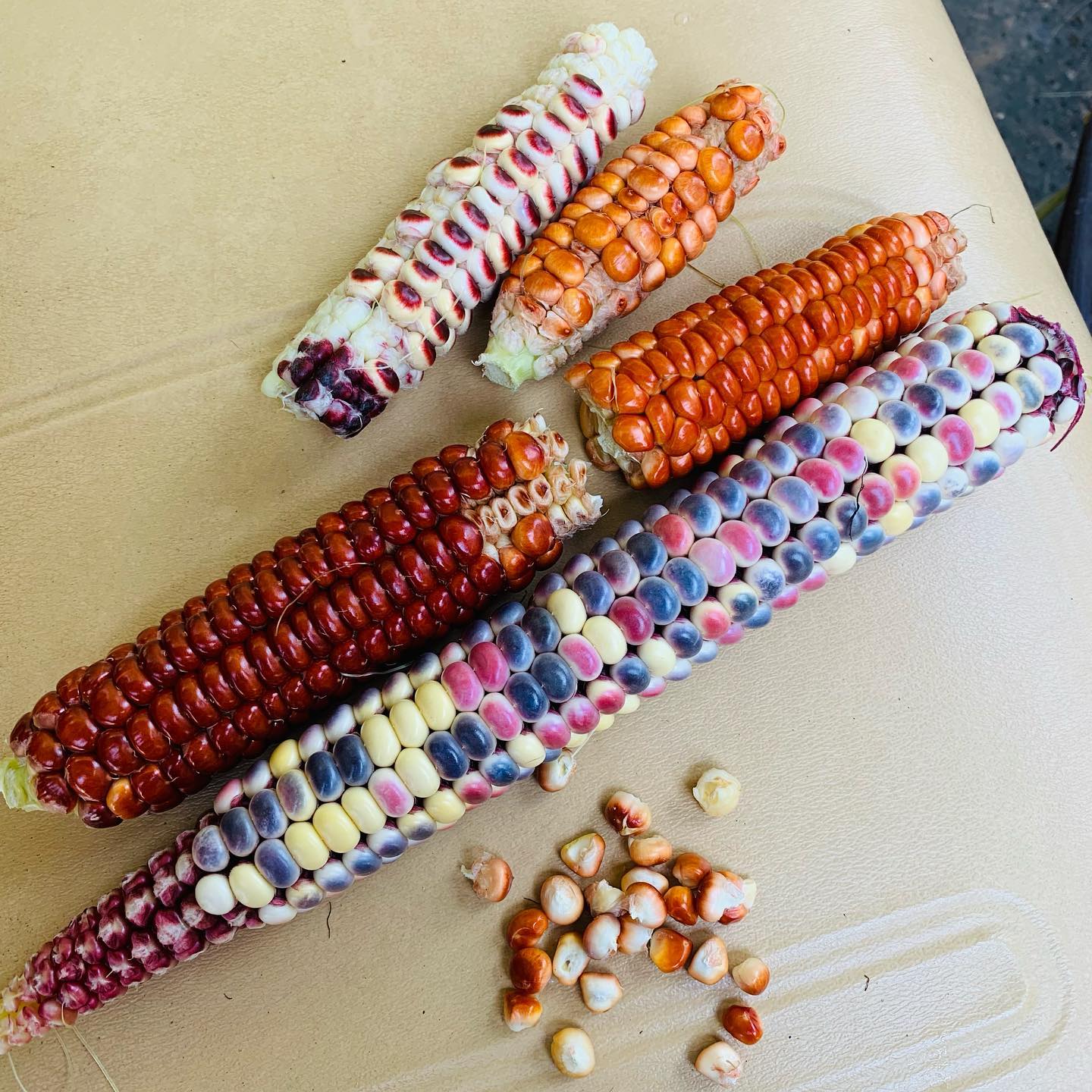 ATOMIC ORANGE CORN!!!!! We know you WANT it!!!! You can find it on