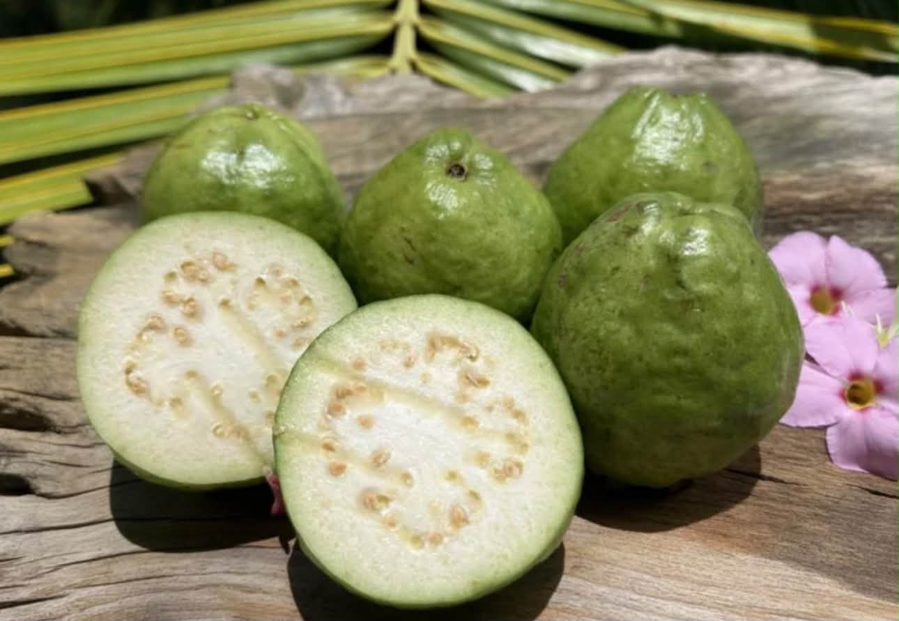 Tính ra 996y/ kg !Ổi trồng tại Okinawa Nhật