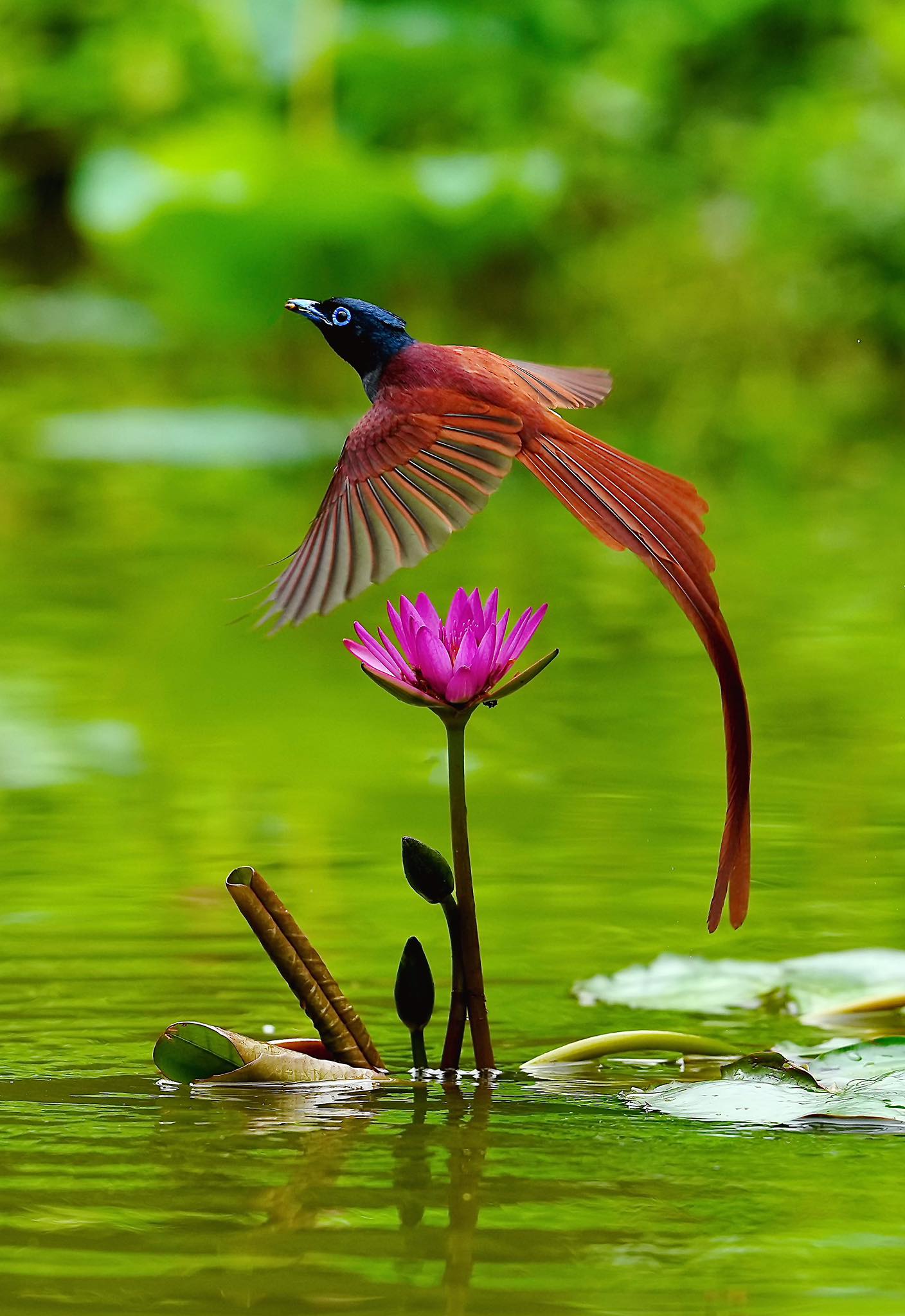 煙波龍 花鳥圖 花鳥圖