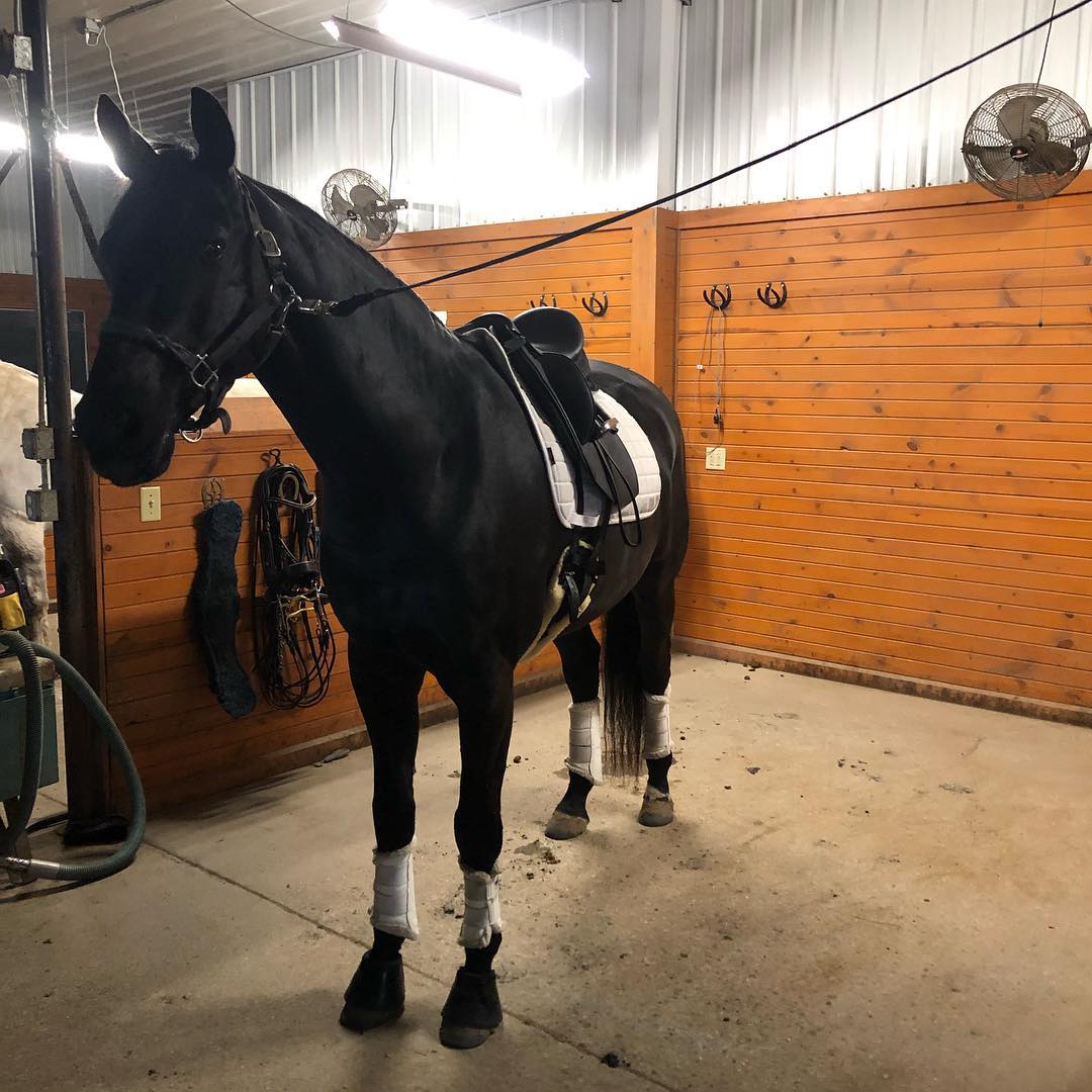 Becky Rutkowski Dressage