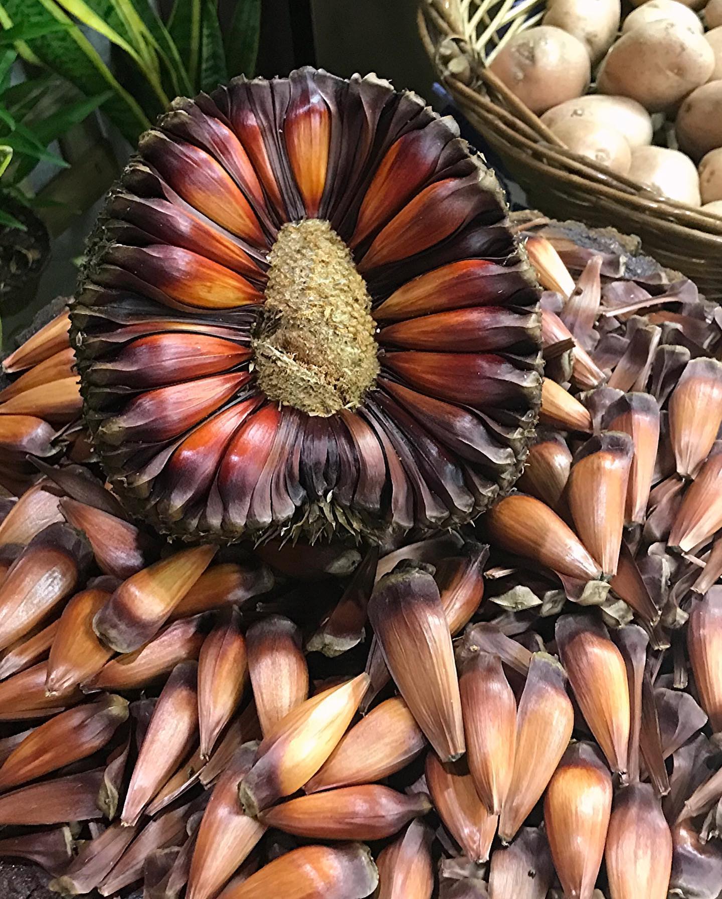 O pinhão é a semente da... - Frutos da Terra Hortifruti | Facebook