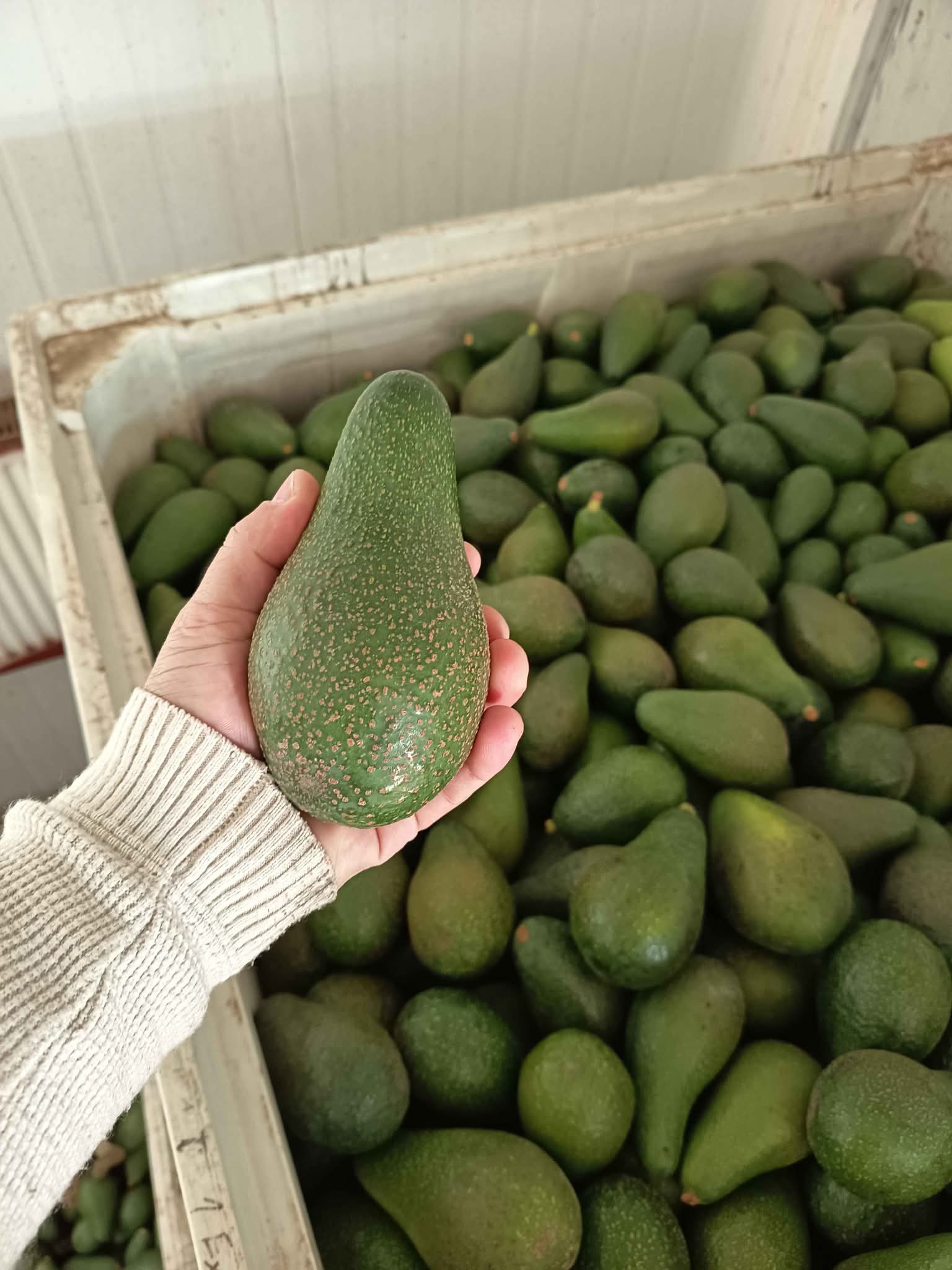 Palta edranol Ovalle - Food - El Monte, Region Metropolitana, Chile ...