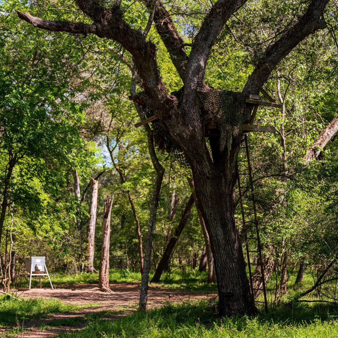Triple P Game Ranch | Wharton TX