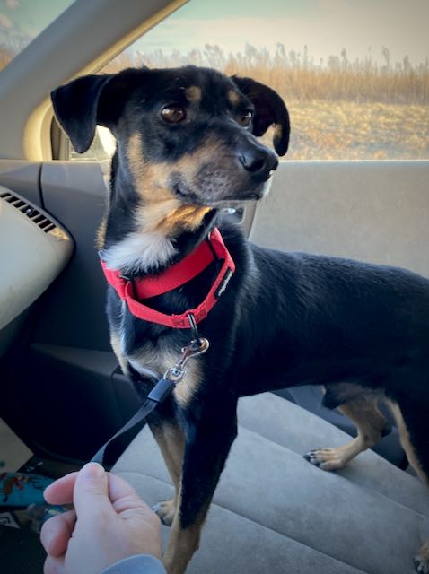 Meet Chad! He's a... - Project Hope Animal Rescue Foundation | Facebook