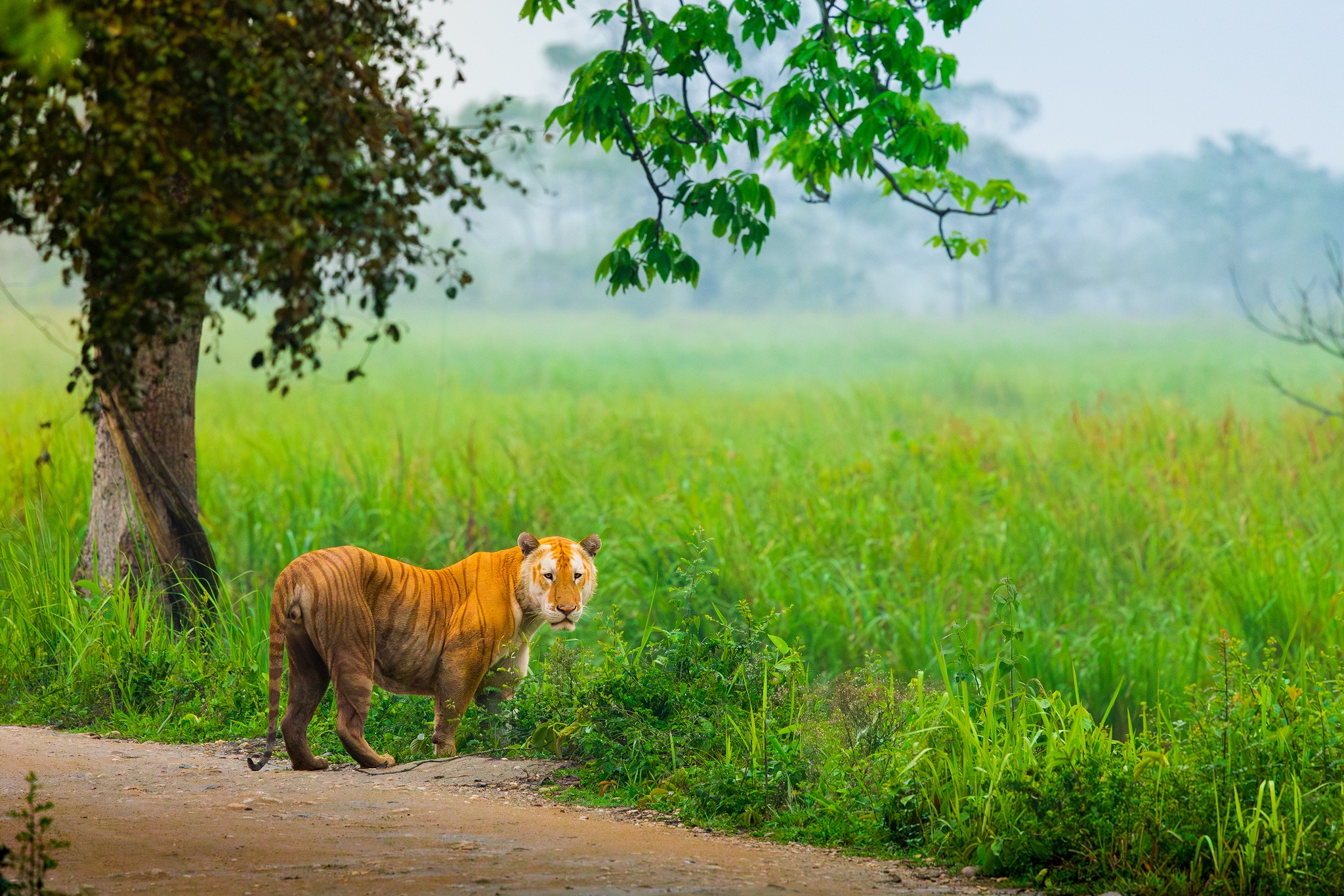 Mainak Halder