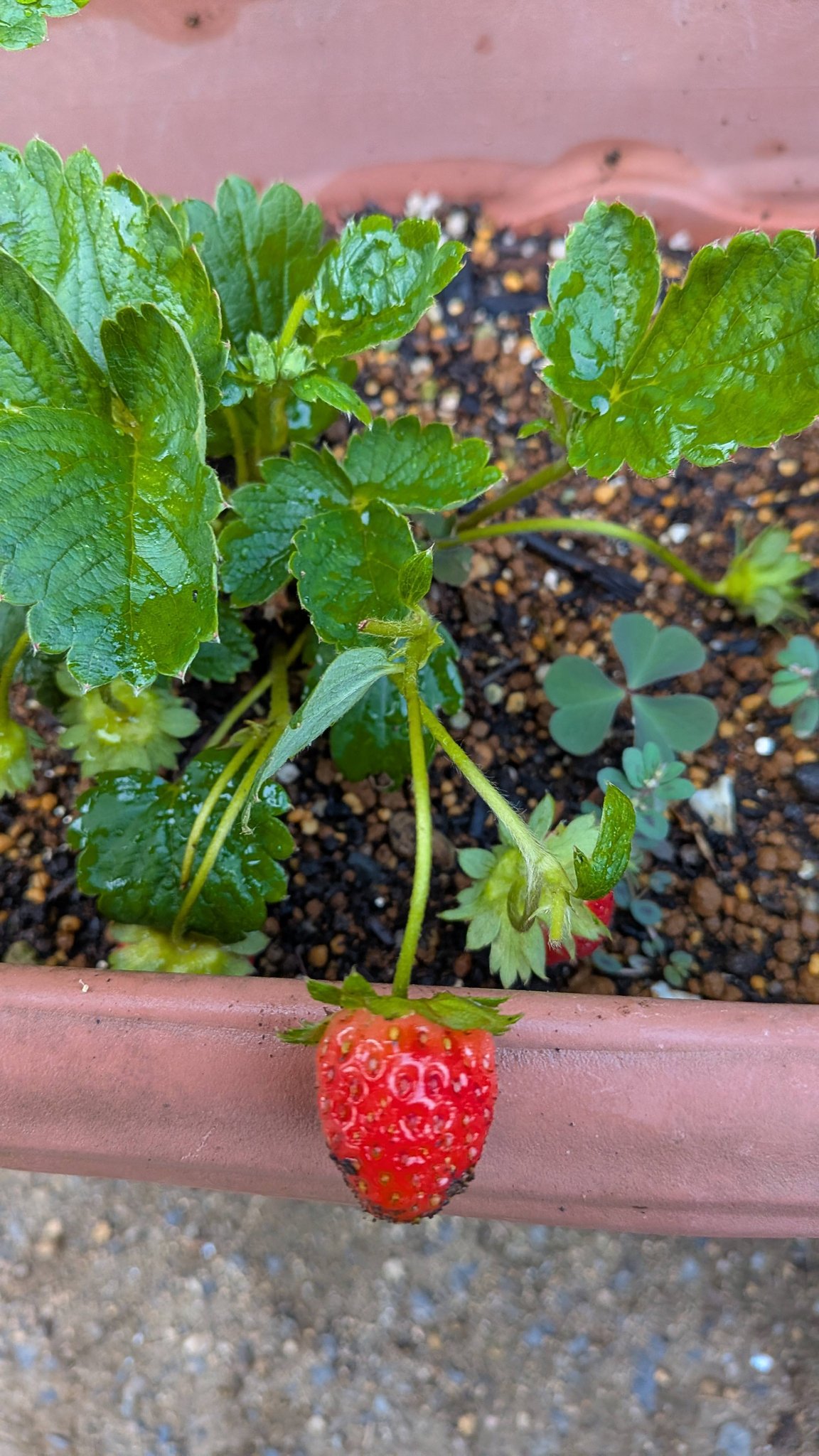 今年2度目のいちご🍓ちゃんが頑張っています🥰