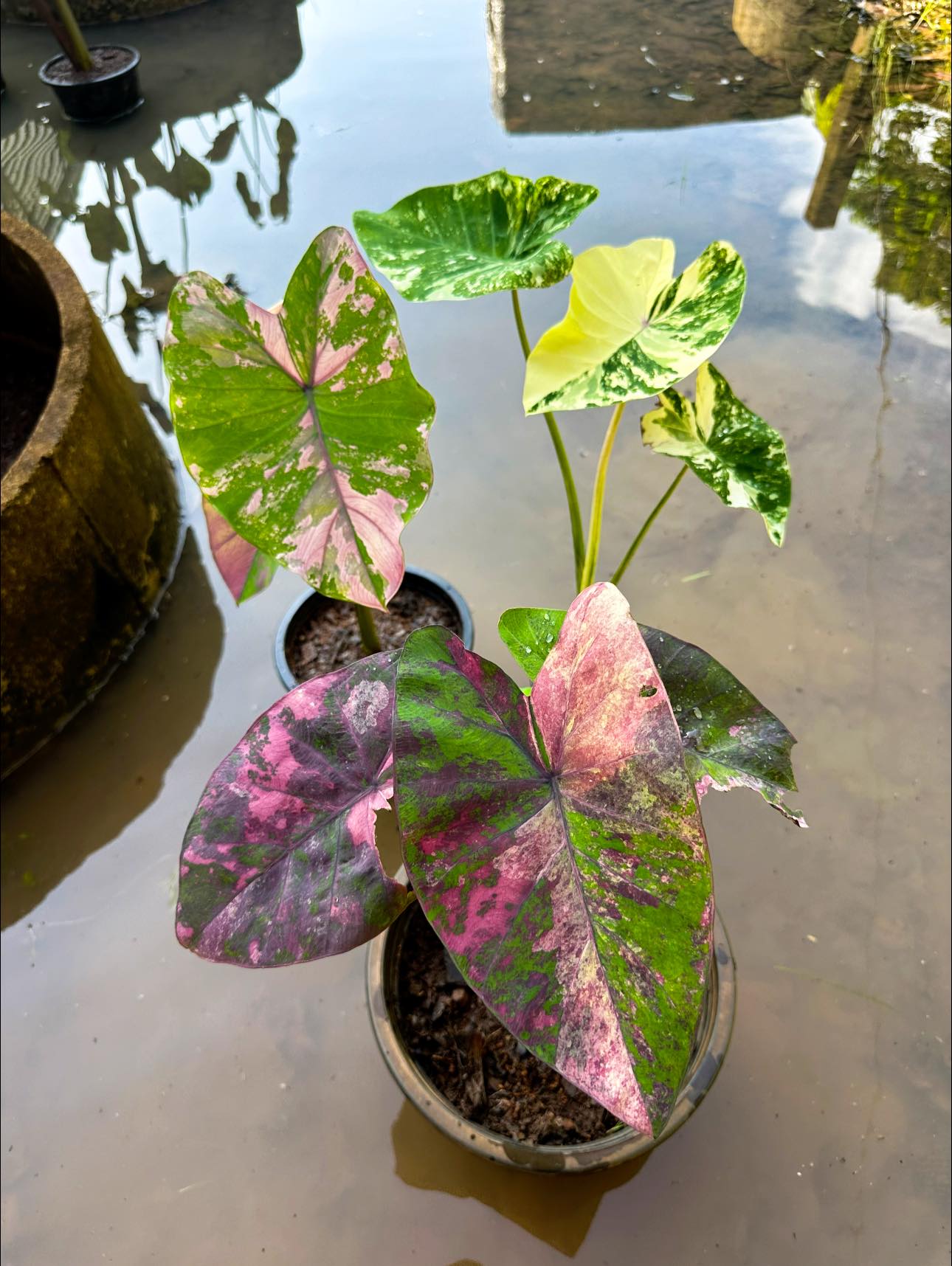 Colocasia​ Forest​ Sunrays So​ Beautiful​ 🇹🇭