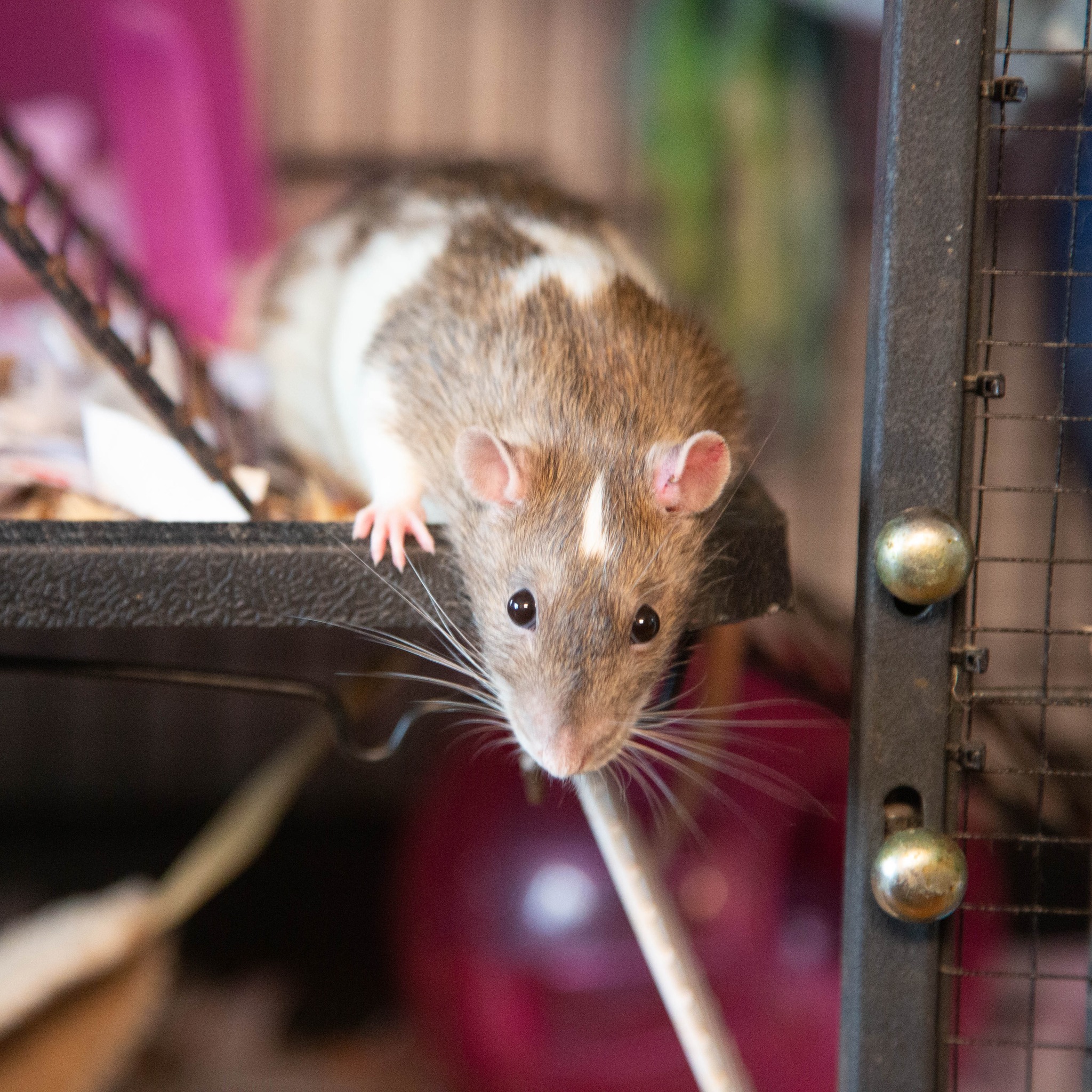 Mainely Rat Rescue Fundraising Auction | Facebook