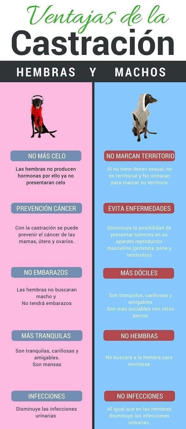 Apama Nature - La importancia de Castrar y esterilizar a...