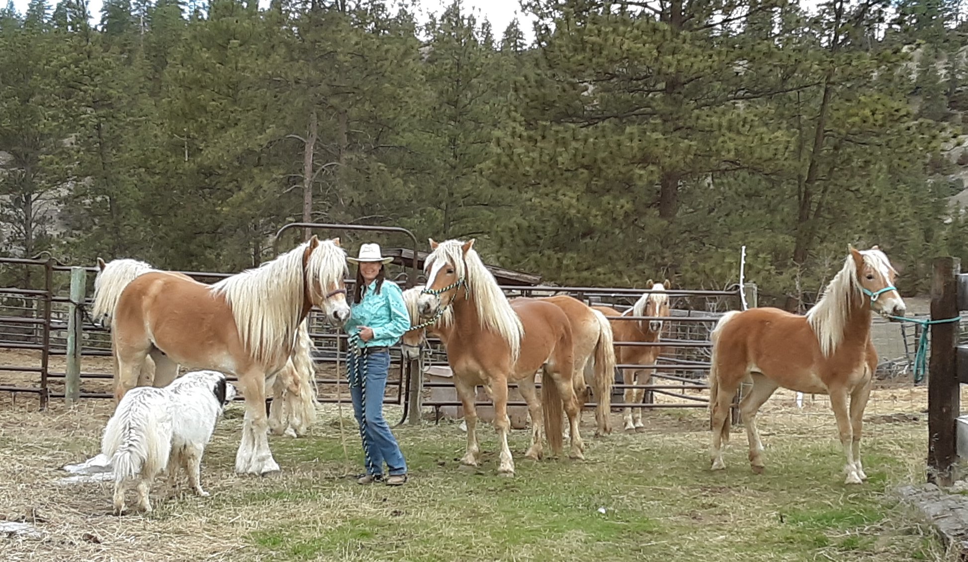 North Star Ranch Haflingers - Home | Facebook