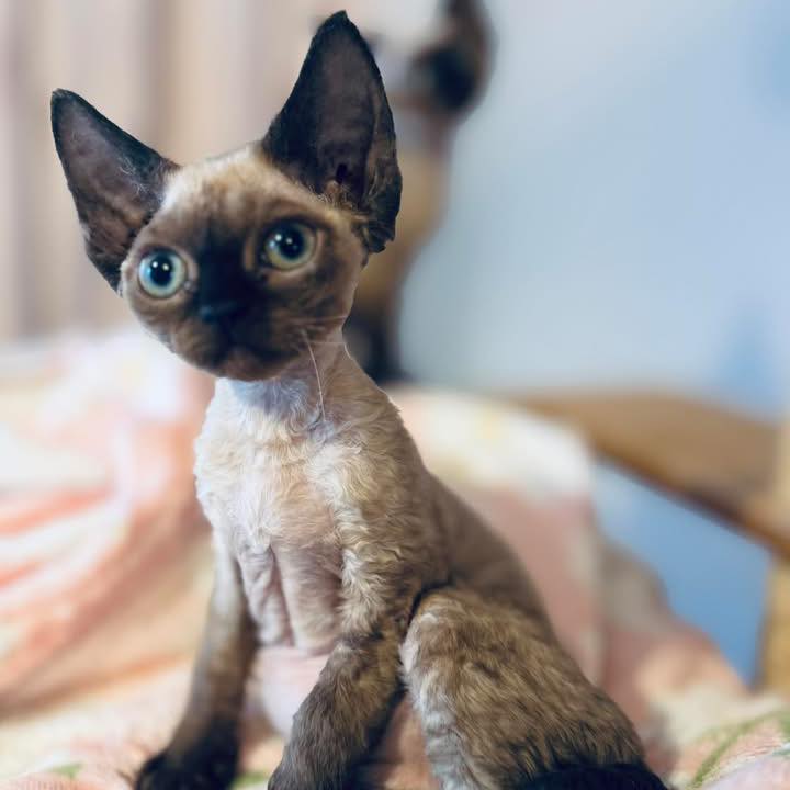 ️ ️ ️ #devonrex #devonrexcat #devonrexkitten #mylove ️ #nekoma | Nekoma ...