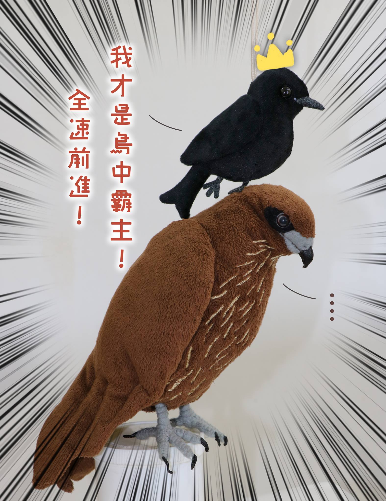 小ｉ的早鳥樂園 新作品登場 大卷尾說 我才是鳥中霸主 飛行技能高超 迴轉技術滿點興趣是欺負猛禽和人類大 冠鷲是受害常客 黑鳶也逃不過追擊最近是繁殖季 大卷尾會變得更加兇悍身為人類的各位有被大卷尾攻擊過嗎 小i 我是沒有被烏秋大大攻擊過但我有被藍鵲打過
