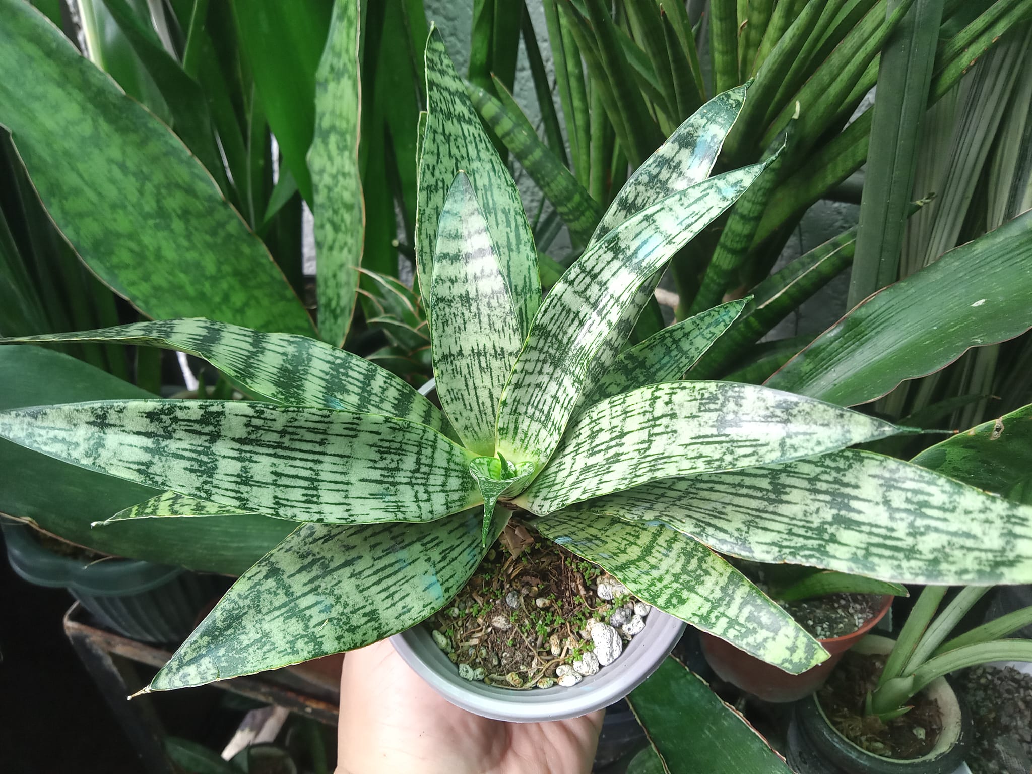 Z*n様 サンスベリア Sansevieria Manny Pacquiao​