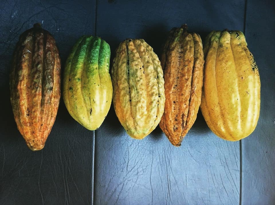 Bakao: Premium Peruvian Chocolate - PERÚ CUNA DEL CACAO Biodiversidad ...