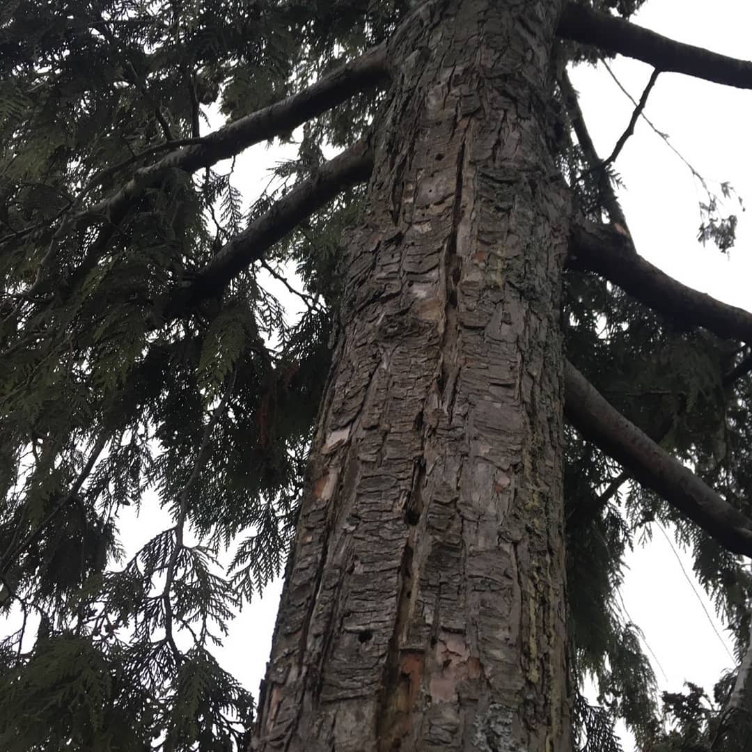 Alpine Tree Care | Richmond BC