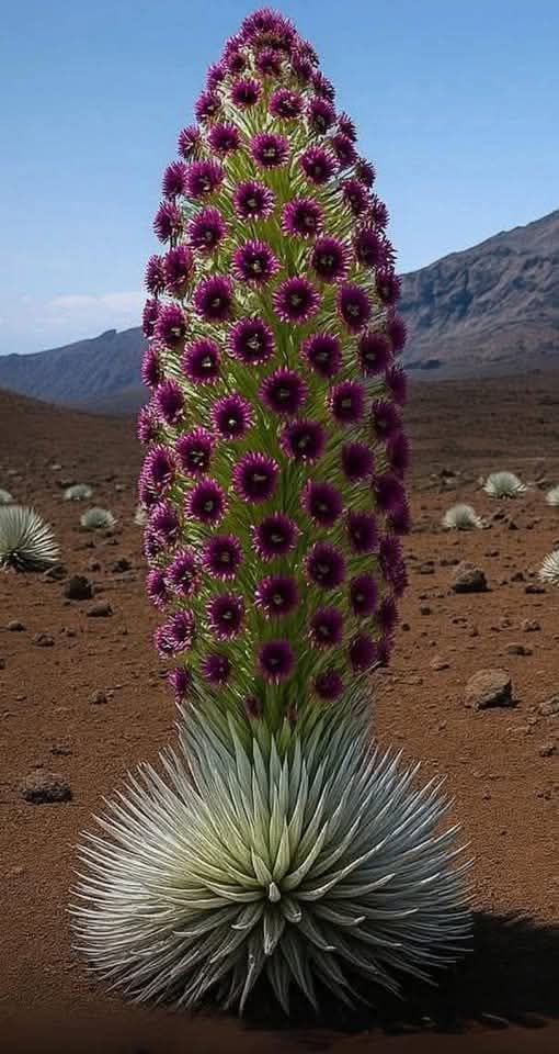 This plant only blooms ONCE in its entire life — and it only