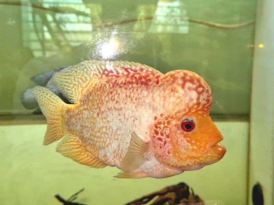 Fish With Style