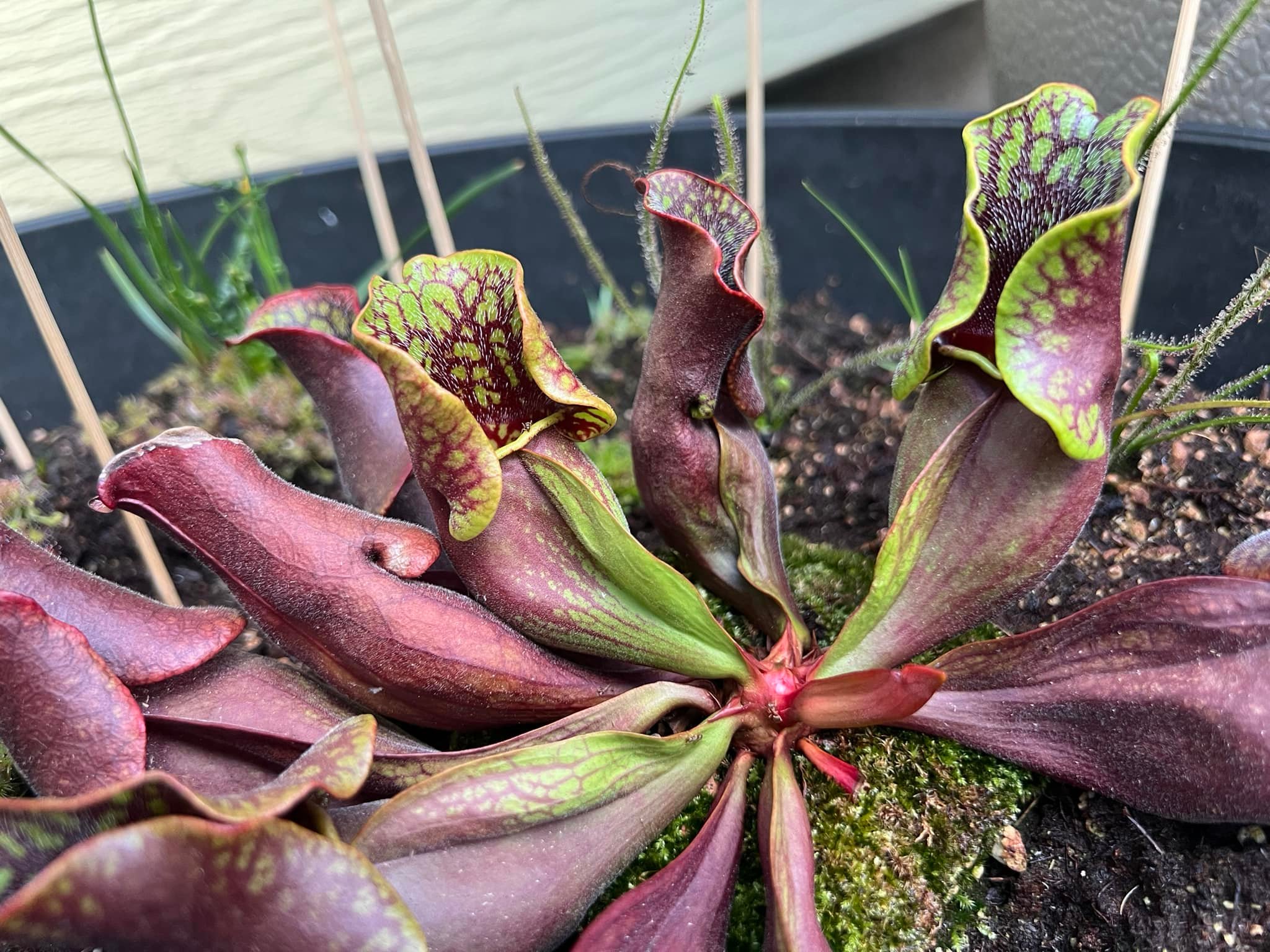 Sarracenia purpurea growth and new hybrids