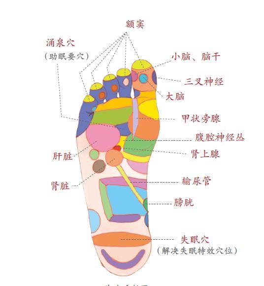 Kousei 康生～健康人生俱乐部 - 老中醫：睡不著，揉腳跟 腳底按摩，從腳治失眠 湧泉穴：功用不可量 人體足部有許多重要穴位，其中位於足底 ...