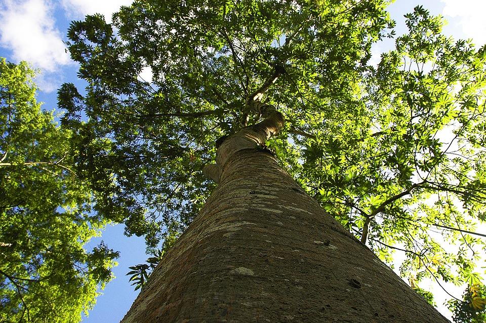 AMG Tree & Landscaping | Andover MA