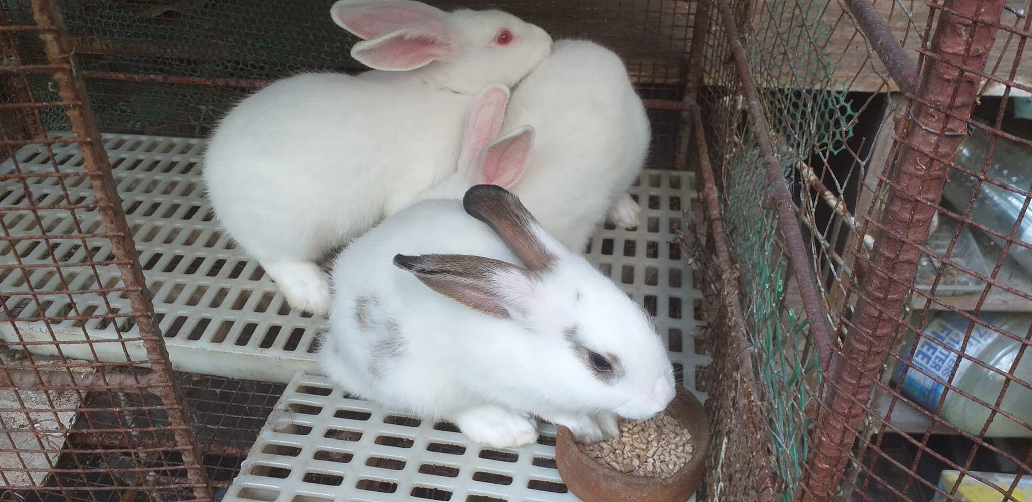 Masuerte Rabbitry