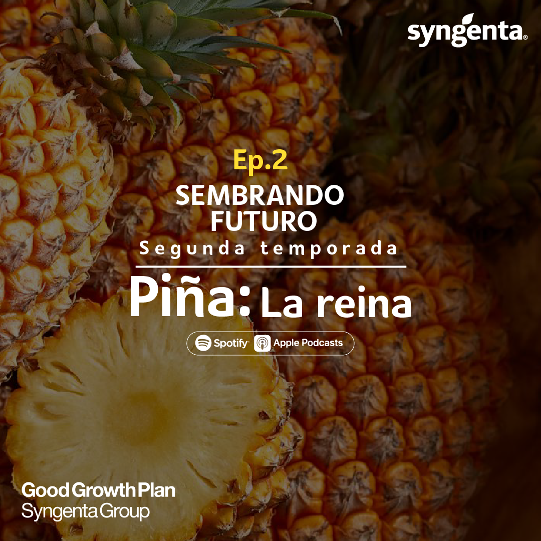 La piña es una fruta con corona. En... - Syngenta Honduras | Facebook