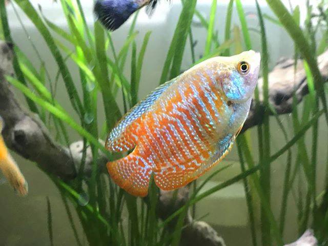 Aztec Aquarium - We love this photo!! Meet Fred the Dwarf...