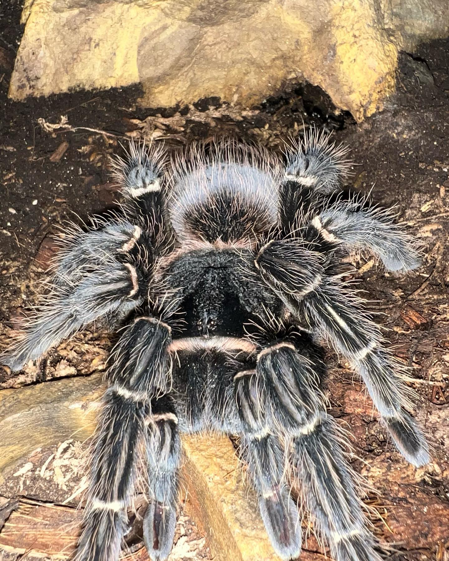 Rainbow colored spider as big as a tarantula?