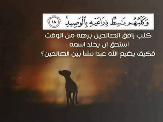ღϡ ღ همى الآخرة ღϡ ღ لماذا الكلب باسط ذراعيه في سورة الكهف ولم يتقلب أحد العلماء في الطب ألماني الجنسية يقول كنت مسافرا يوما وصادفني في المطار شاب مسلم قدم لي