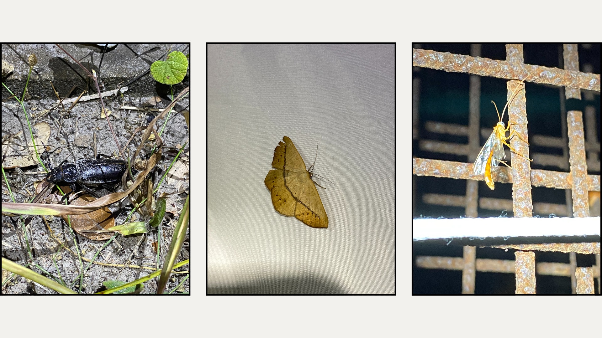 Insects of the Night