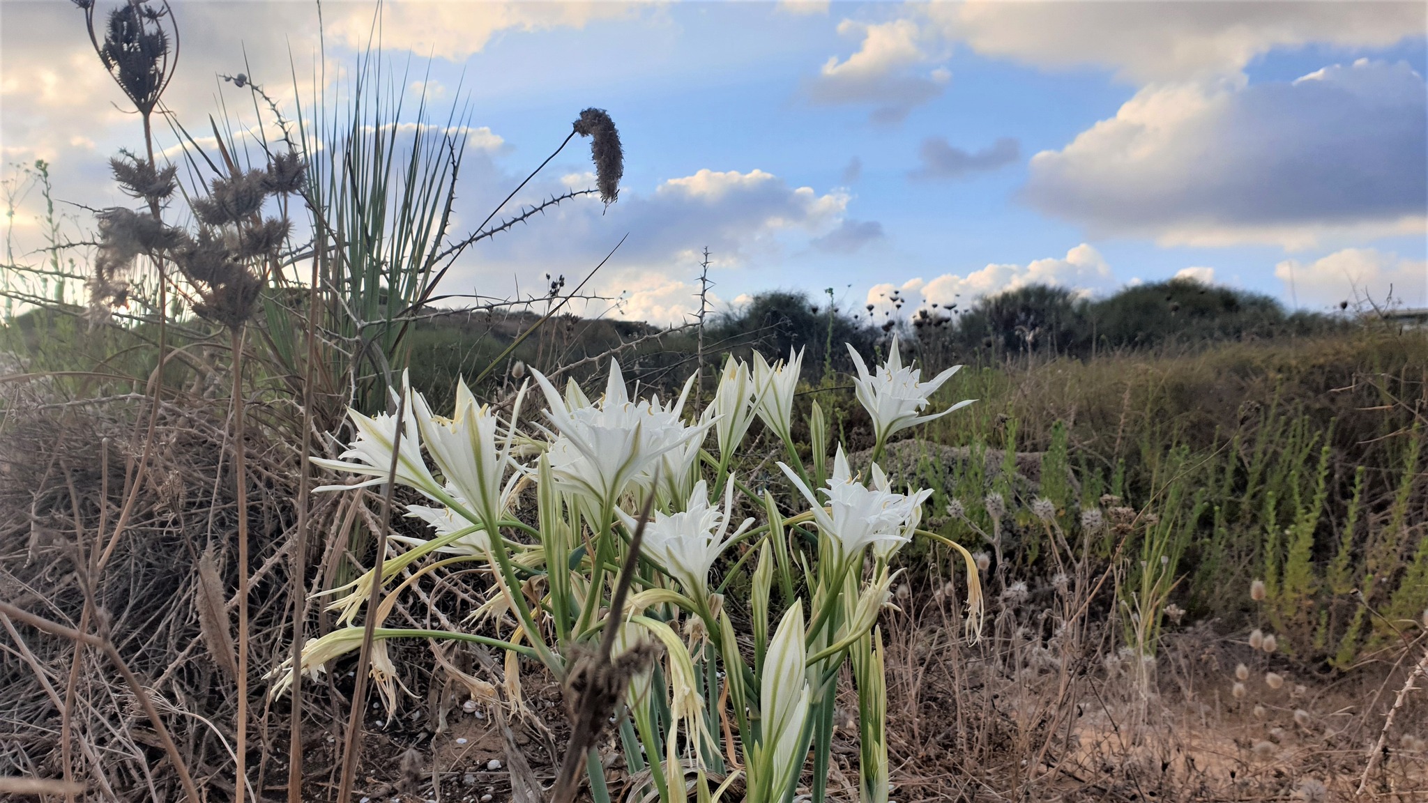 תל מיכל - ‎תל מיכל‎ updated their cover photo.