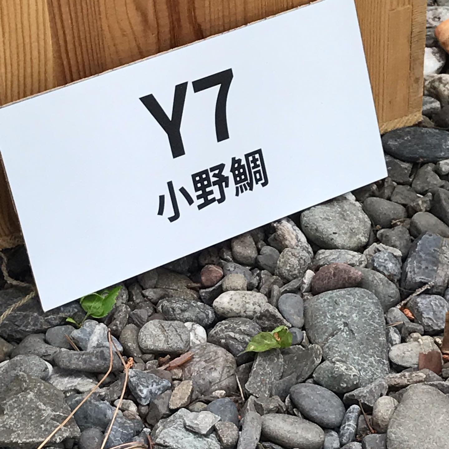 お世話になっている 陶芸家の小野哲平さん、早川ユミさんの次男 鯛くん