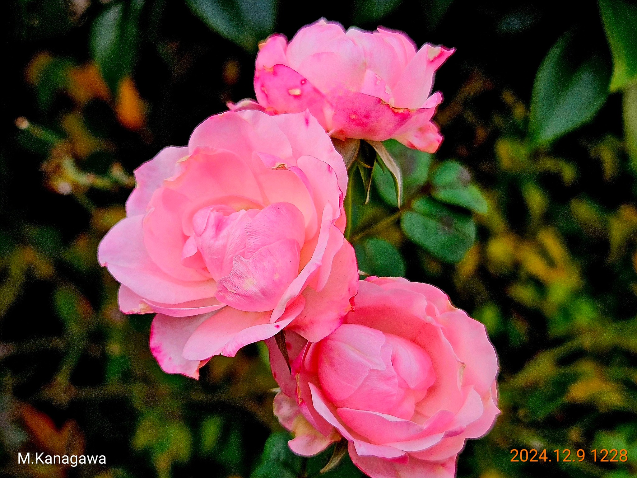 自宅近隣の薔薇達」 薔薇は気品が在って綺麗ですね。民家の庭先で撮影 