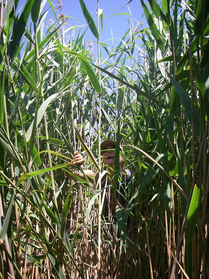 Cape - Did you know that it's National Invasive Species Week ...