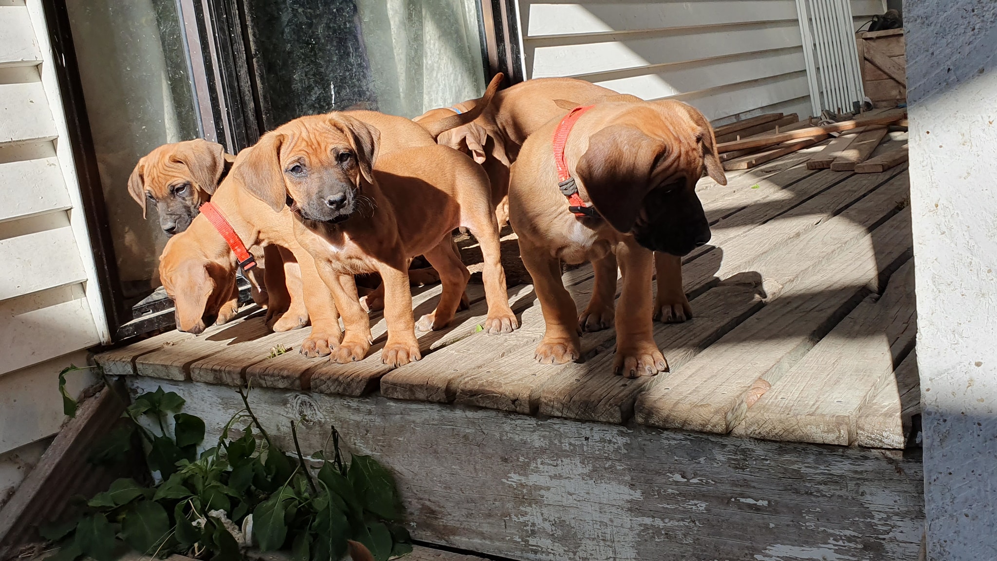 Panorama Ridgebacks | Masterton