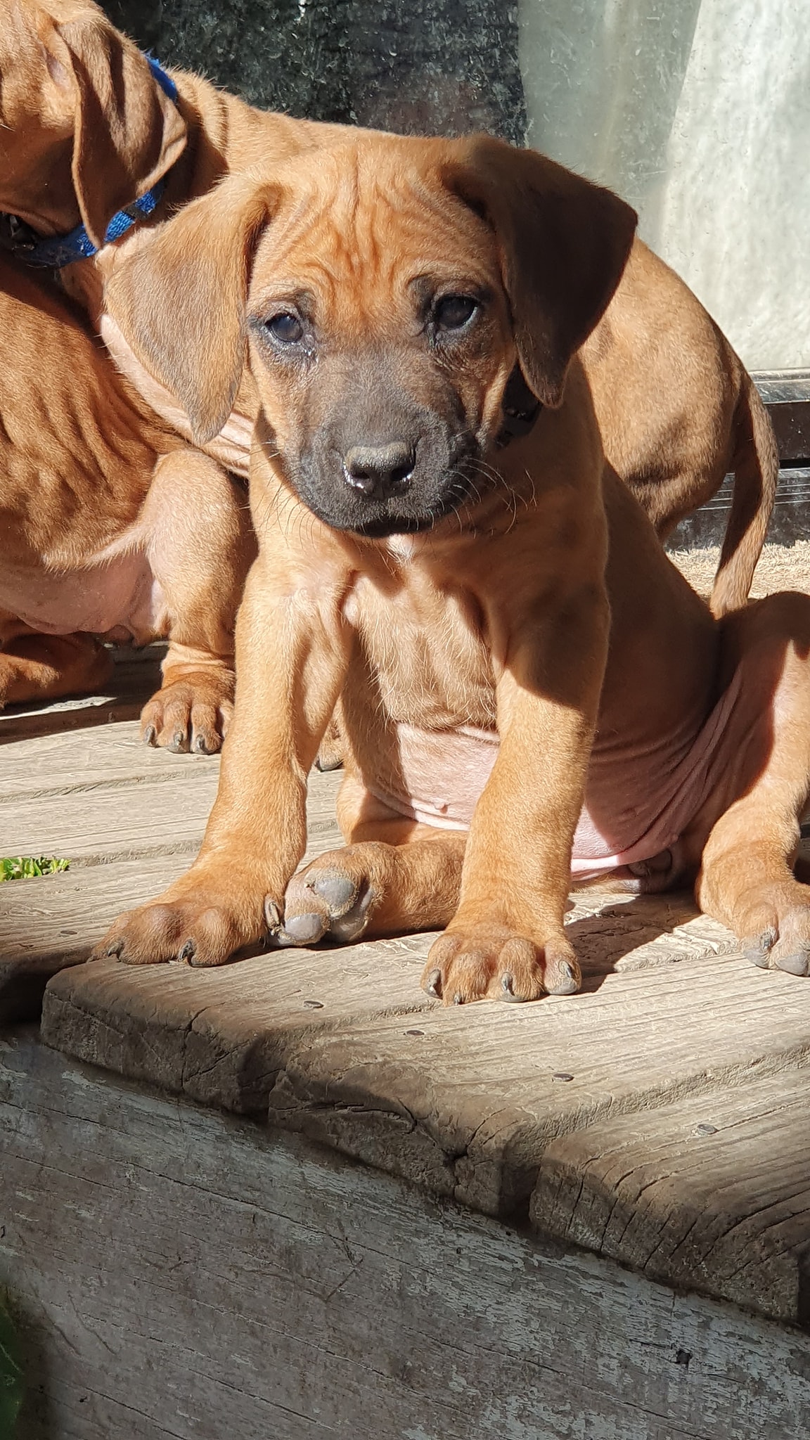 Panorama Ridgebacks | Masterton