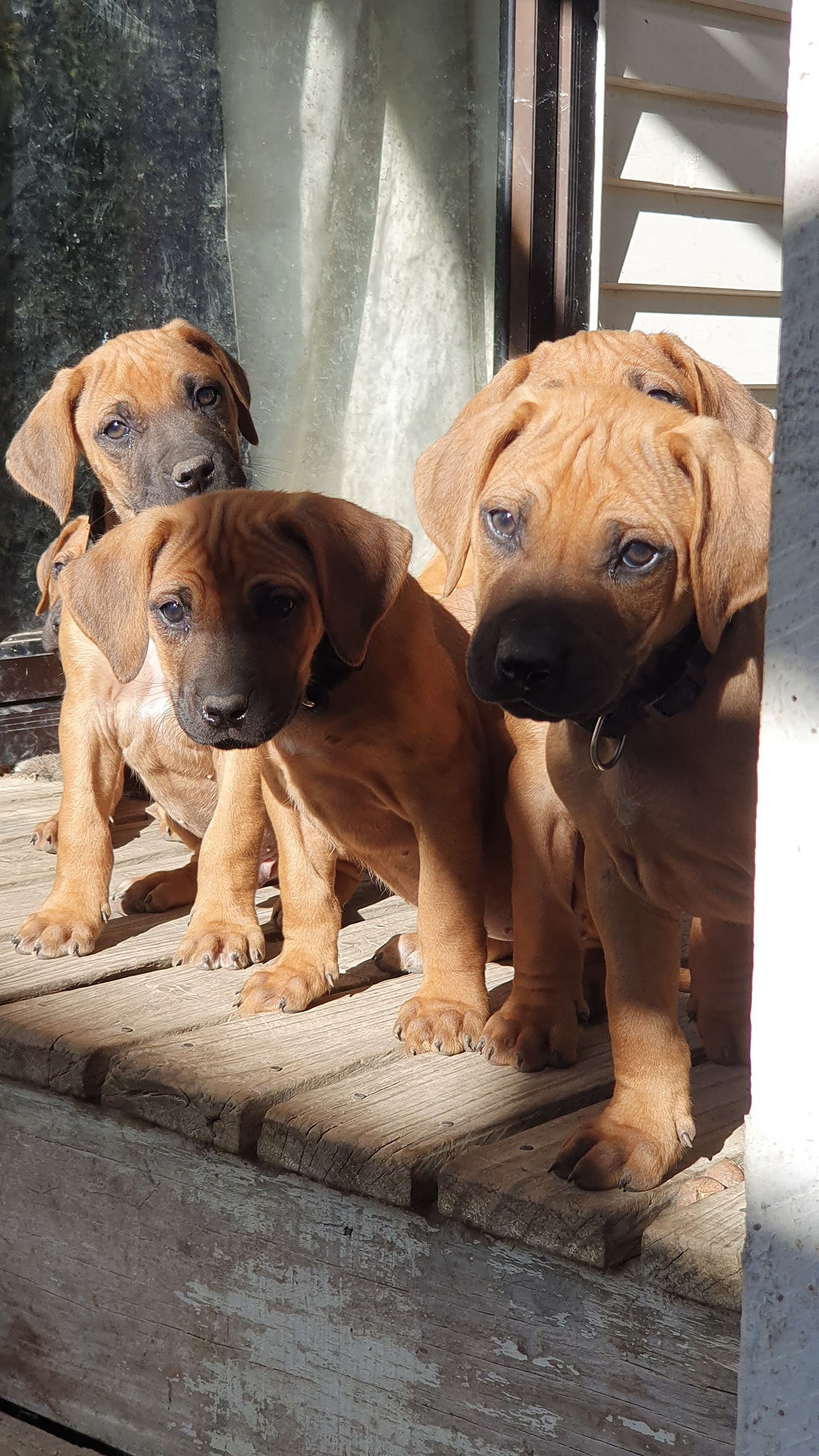 Panorama Ridgebacks | Masterton