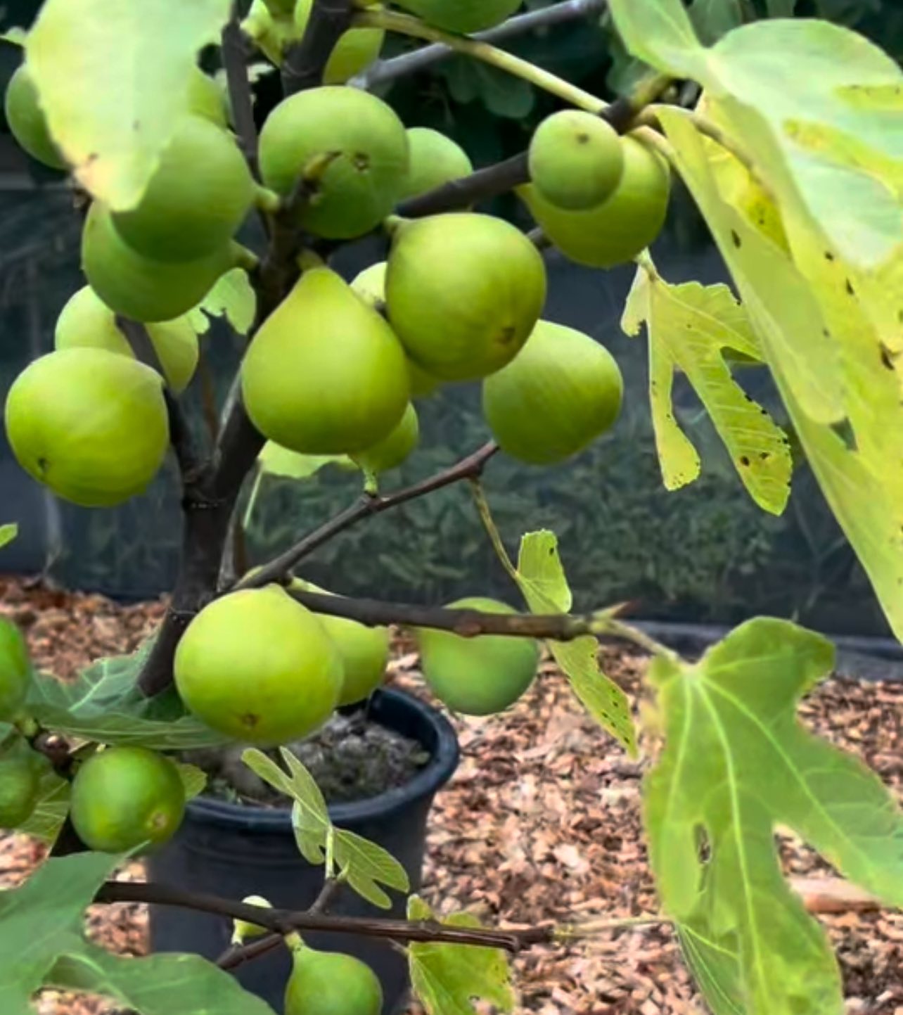 กลุ่มคนรักFIG (มะเดื่อฝรั่ง) | Atreano ผลดก ลูกใหญ่ ไม่ต้องมีแตนผสม ที่ ...