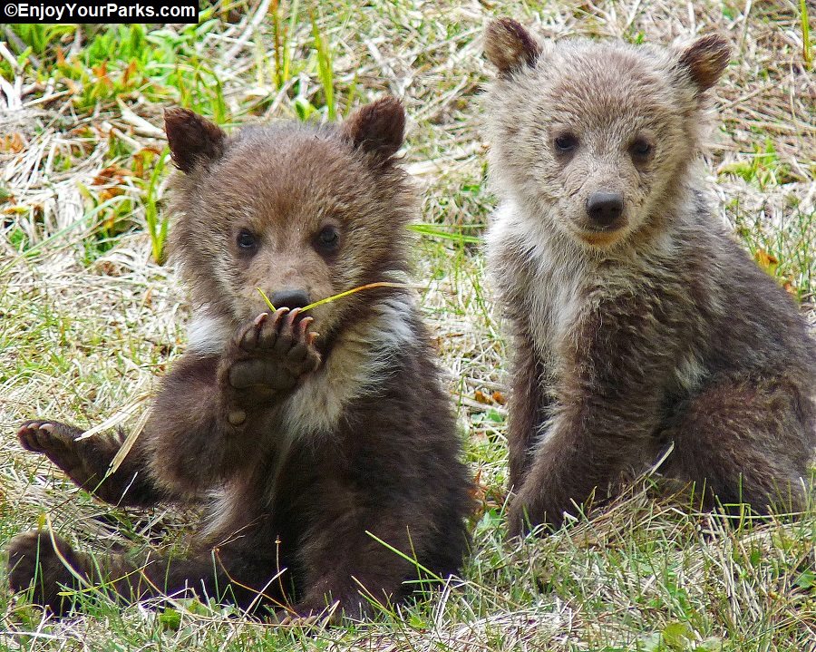 Visit us at www.EnjoyYourParks.com. GRIZZLY FAMILY THIS WEEKEND