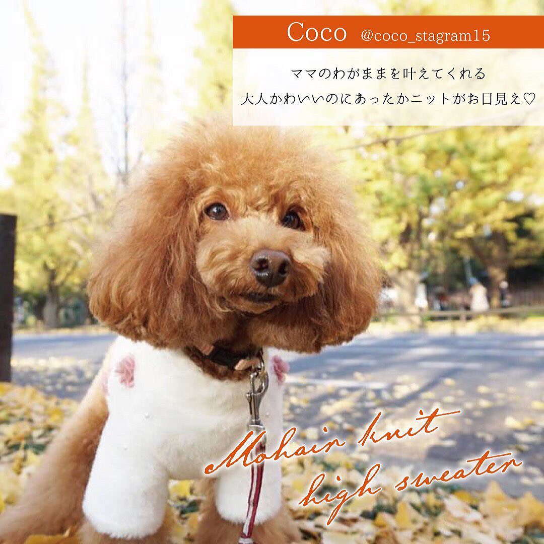 Andye アンヂェ Andyeから ママのわがままを叶えてくれる 大人かわいいのにあったかニットがお目見え モヘアハイネックセーター 40 Tax Model Coco Coco Stagram15 トイプードル3 8kg L