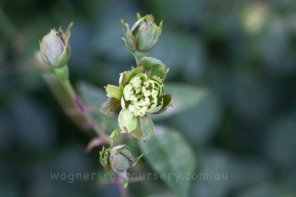 Have you ever seen a Green Rose?... - Wagner's Rose Nursery