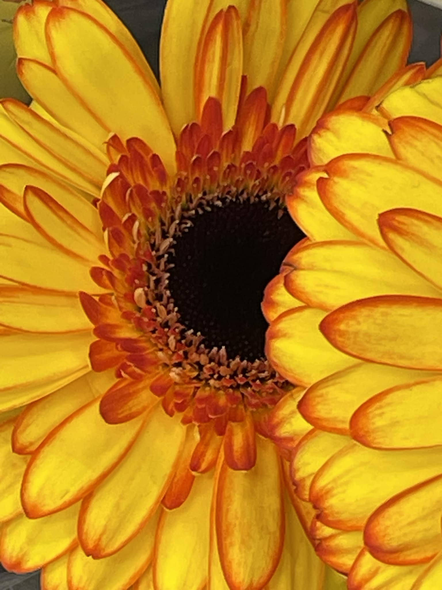 Gerbera Daisy Dashboard Car Flower for Vase VW Beetle Bug Fiat Mini