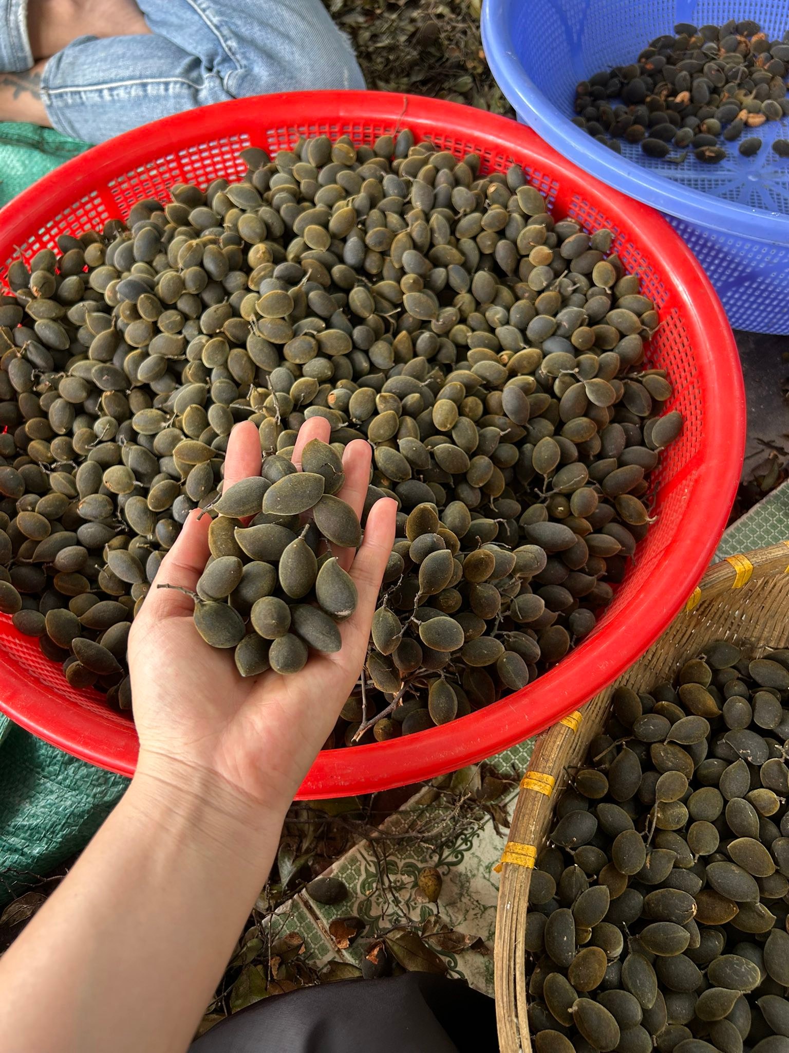 Ăn vặt ship tận nơi Nha Trang | Say rừng ( Trái Nhung ) đặc sản KBang ...