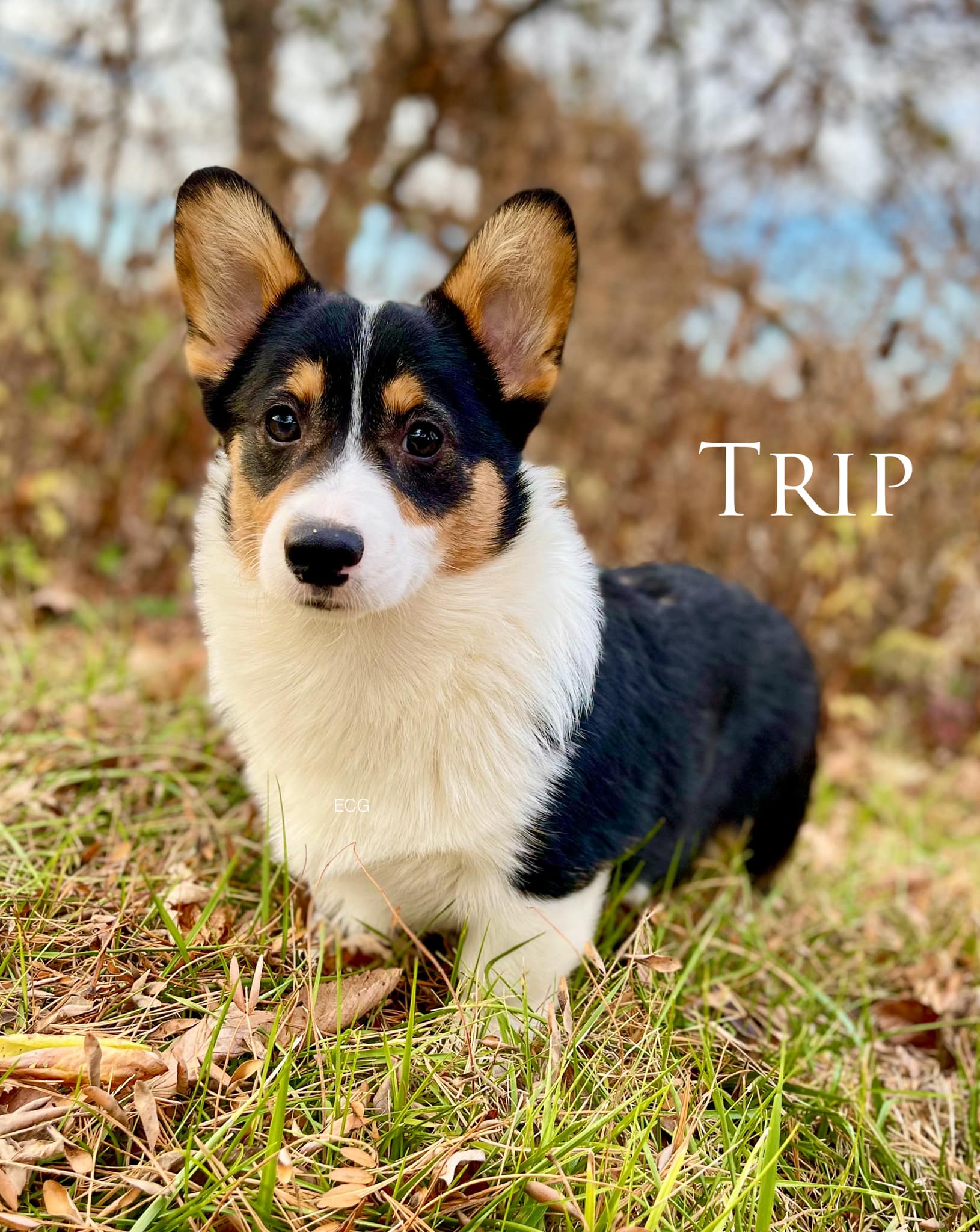 One looks... - Pembroke Welsh Corgis with Creason Genetics