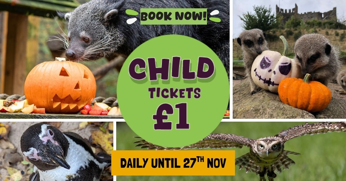 Kids for a Quid at Dudley Zoo & Castle 🐒🏰