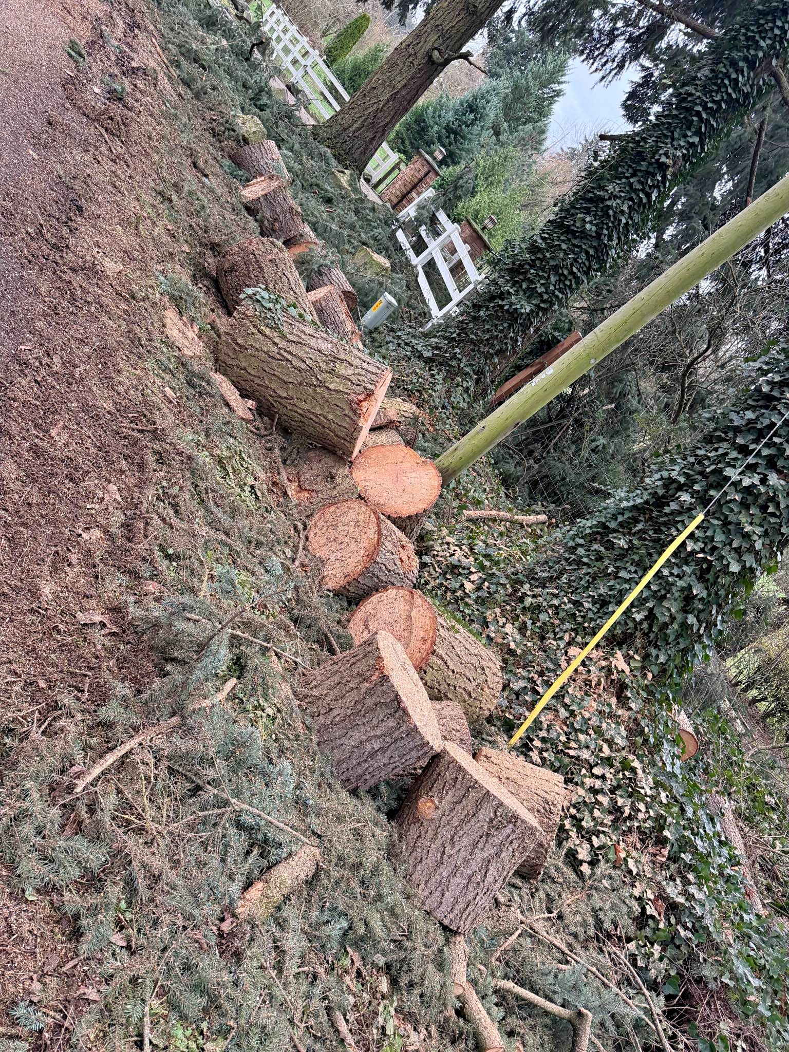 FREE Large fir rounds - Firewood logs - Miscellaneous - Wilsonville ...