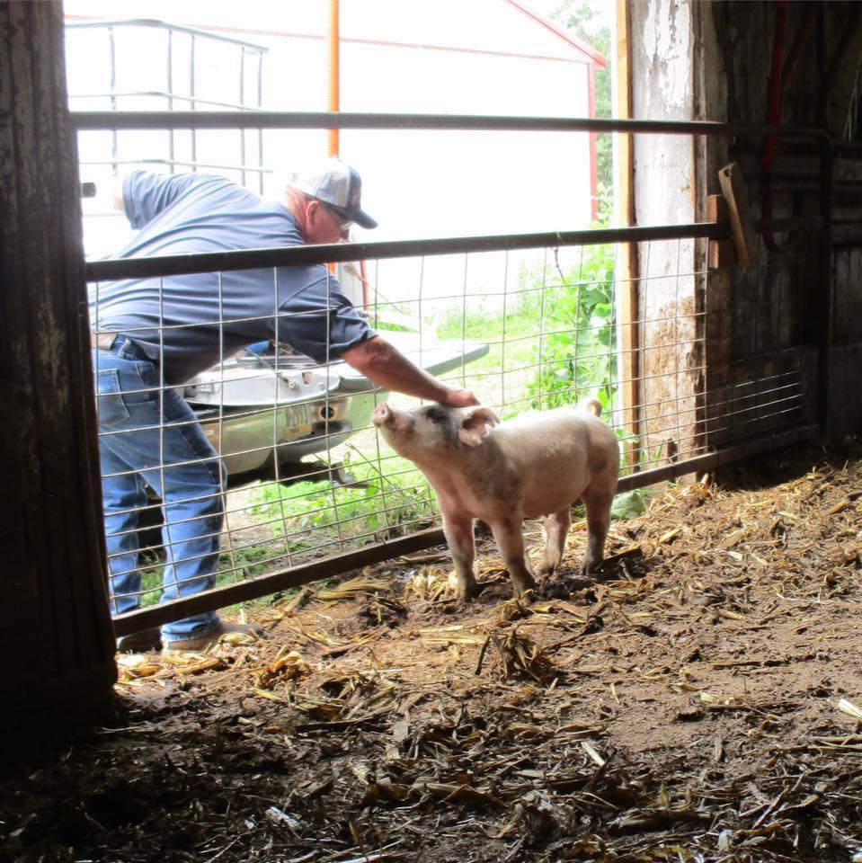 Did you know cows cause more injuries to farmers every year than almost ...